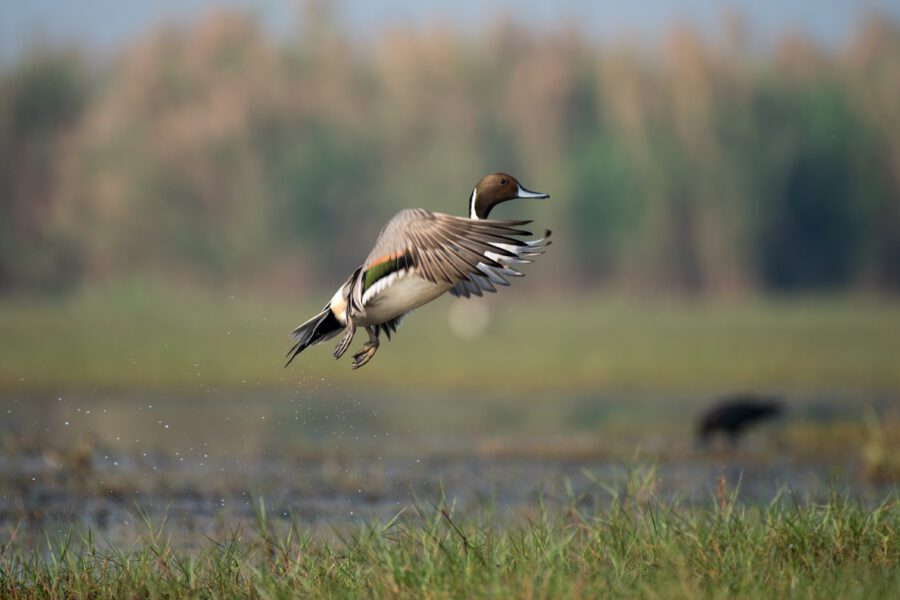 Mattamuskeet hunting experience