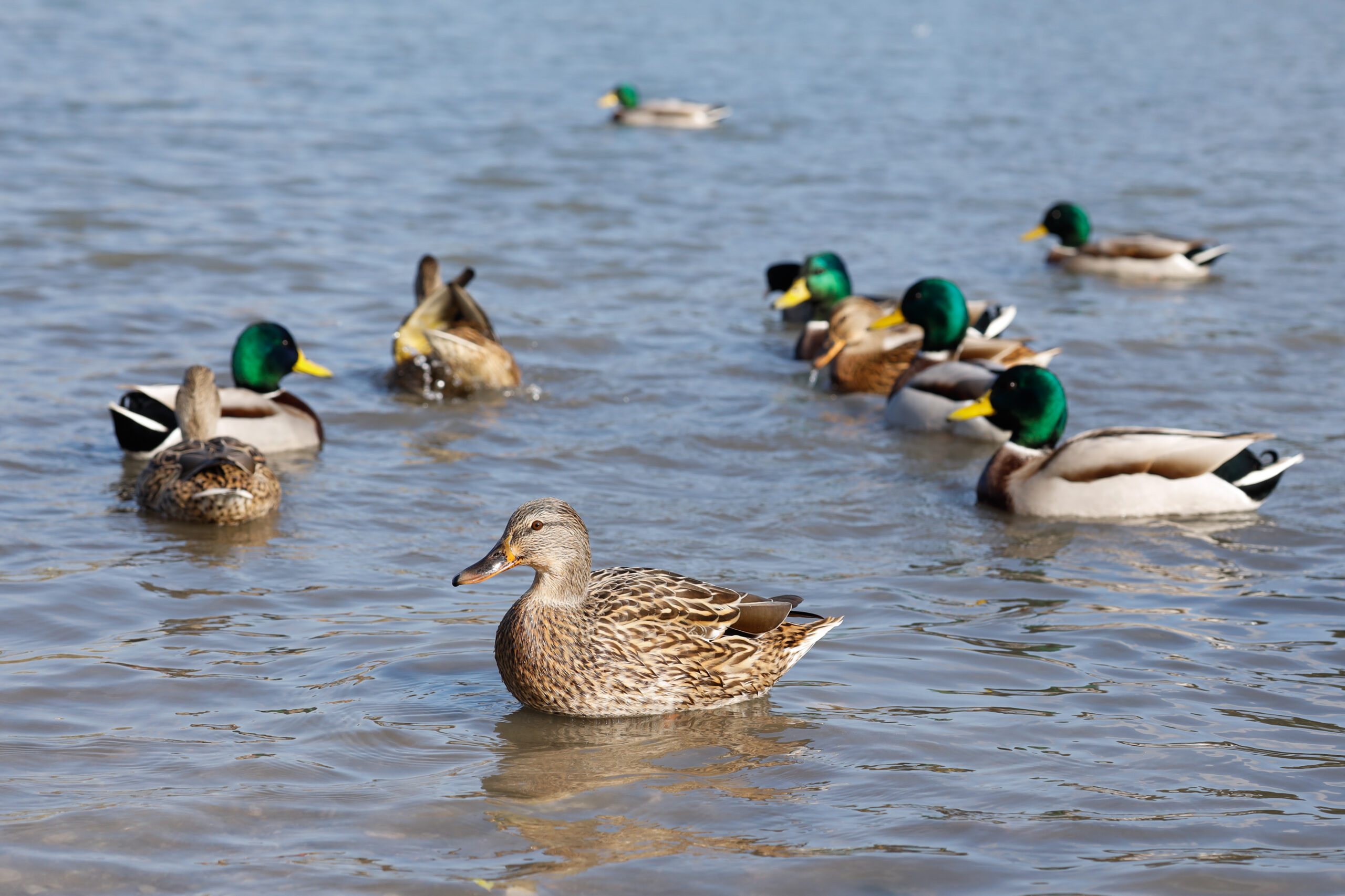 Top Tips for a Successful Waterfowl Season in North Carolina
