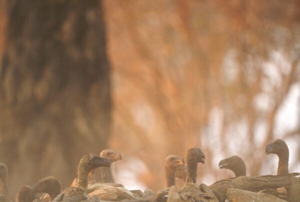 Duck Hunting