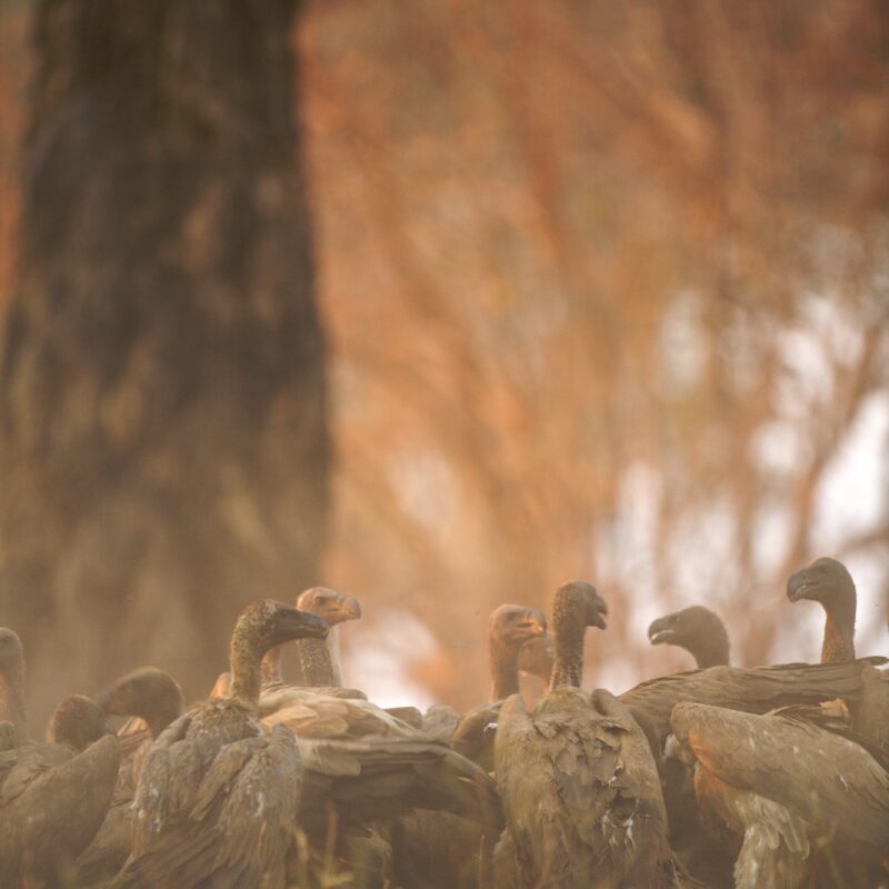 Duck Hunting
