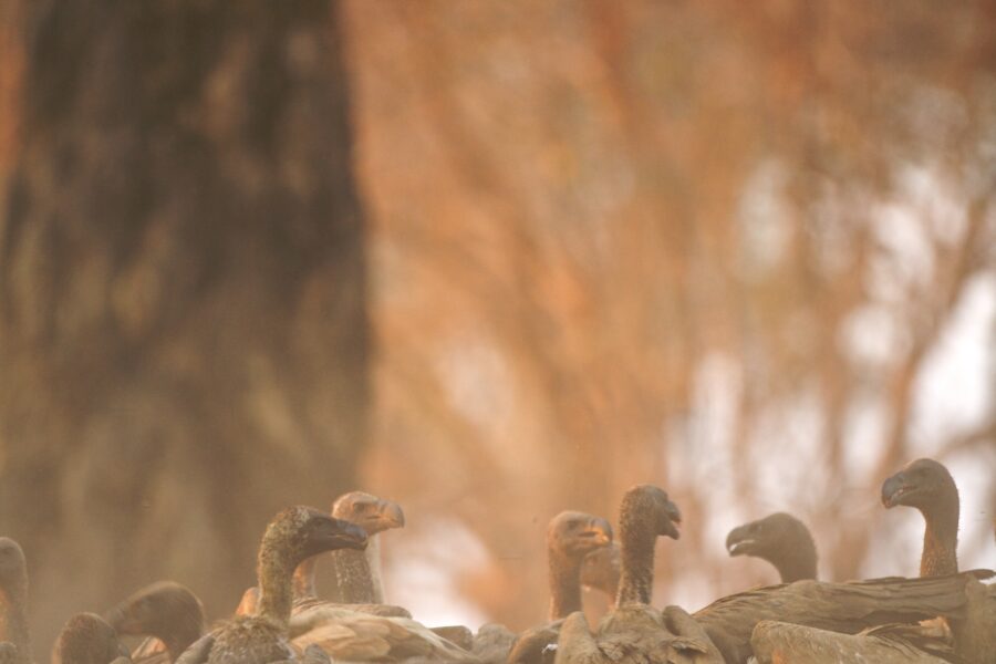Duck Hunting
