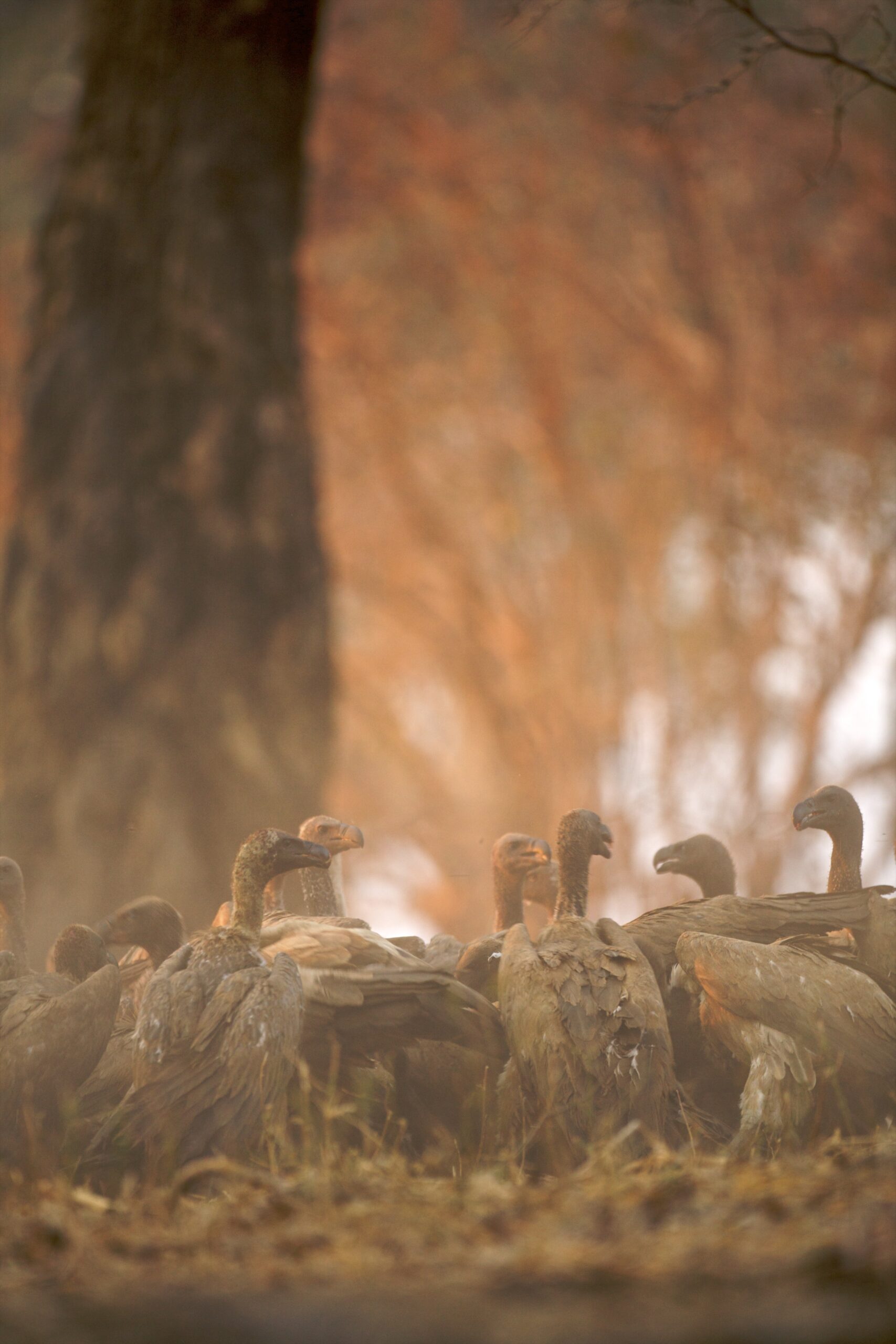 Planning Your Perfect Duck Hunting Trip This Fall