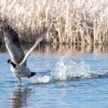 Top 5 Tips for a Successful Goose Hunt at Mattamuskeet Goose Club