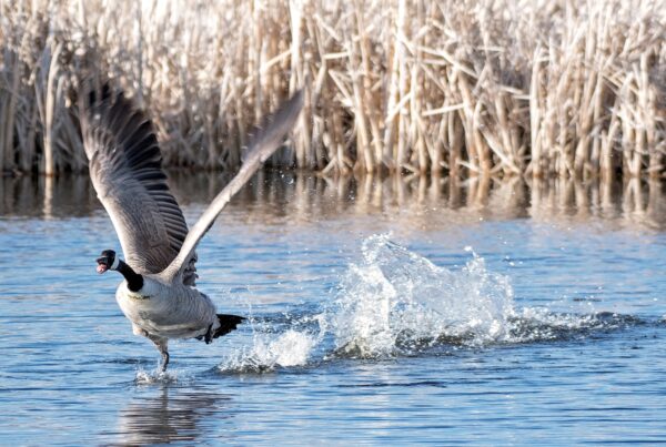 Top 5 Tips for a Successful Goose Hunt at Mattamuskeet Goose Club