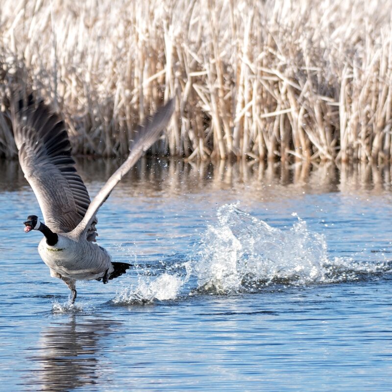 Top 5 Tips for a Successful Goose Hunt at Mattamuskeet Goose Club