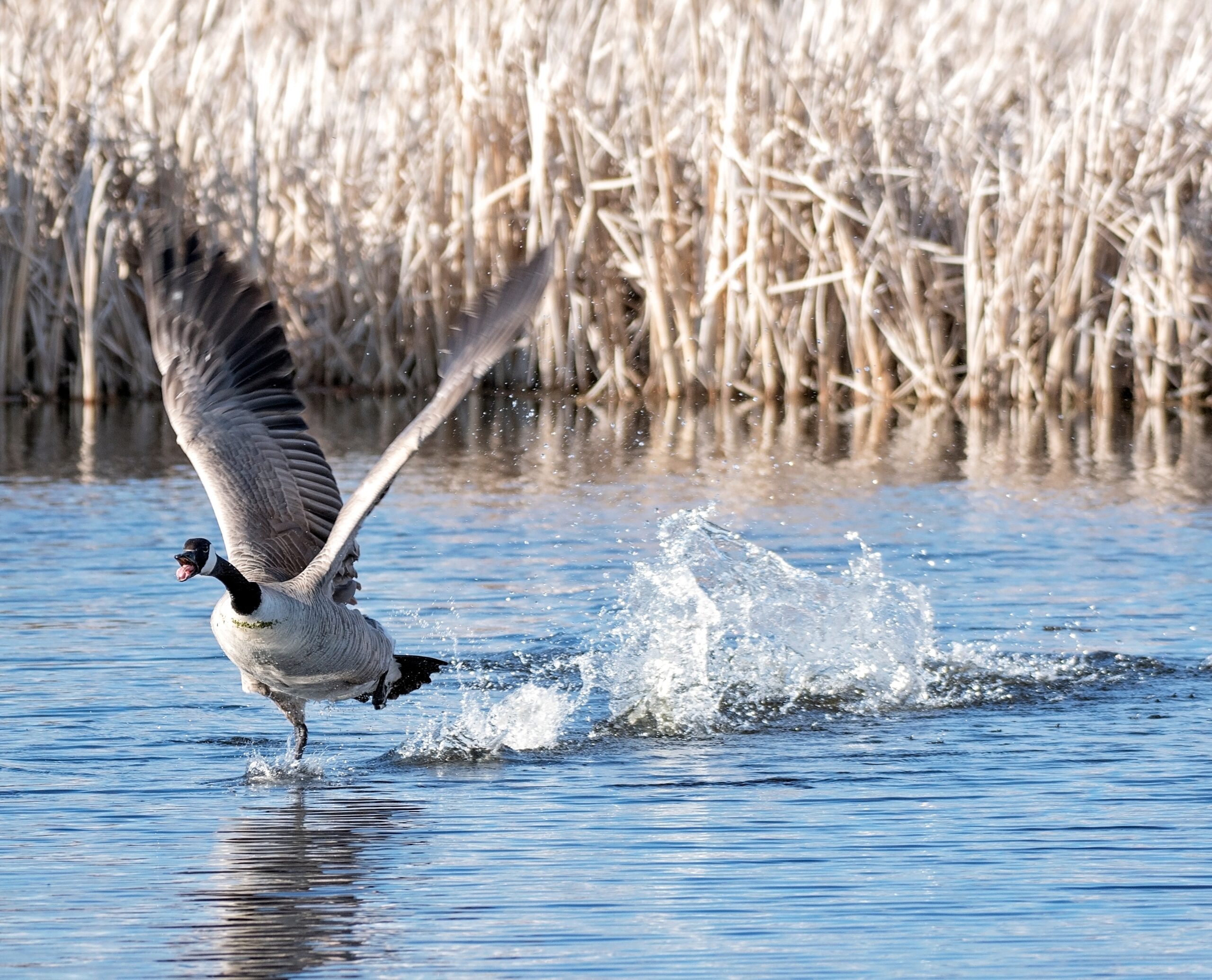 Top 5 Tips for a Successful Goose Hunt at Mattamuskeet