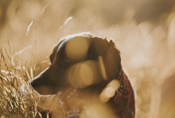Booking Your Hunt at Mattamuskeet Goose Club | What to Know