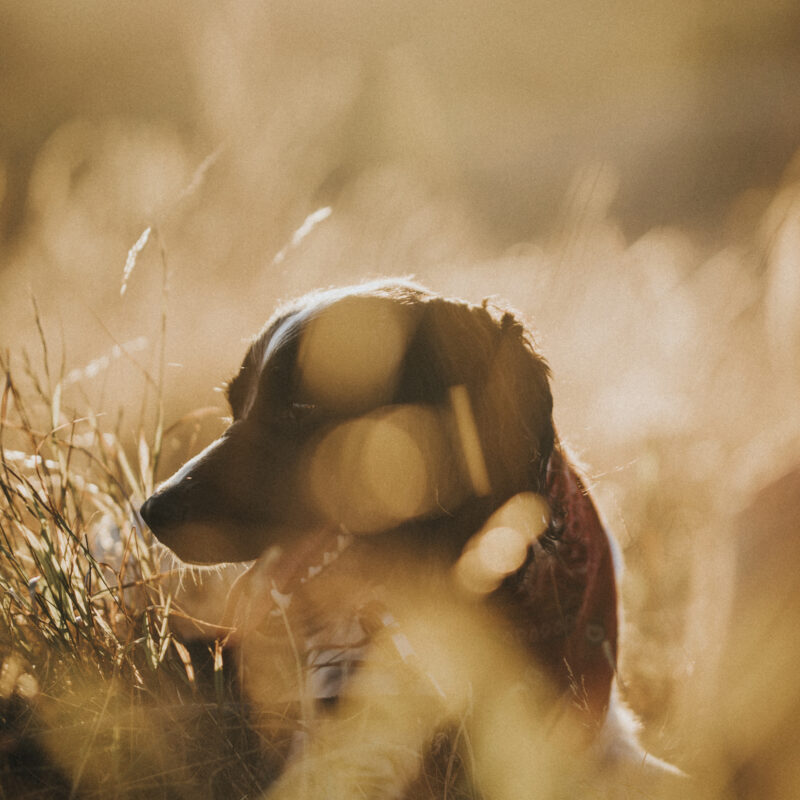 Booking Your Hunt at Mattamuskeet Goose Club | What to Know
