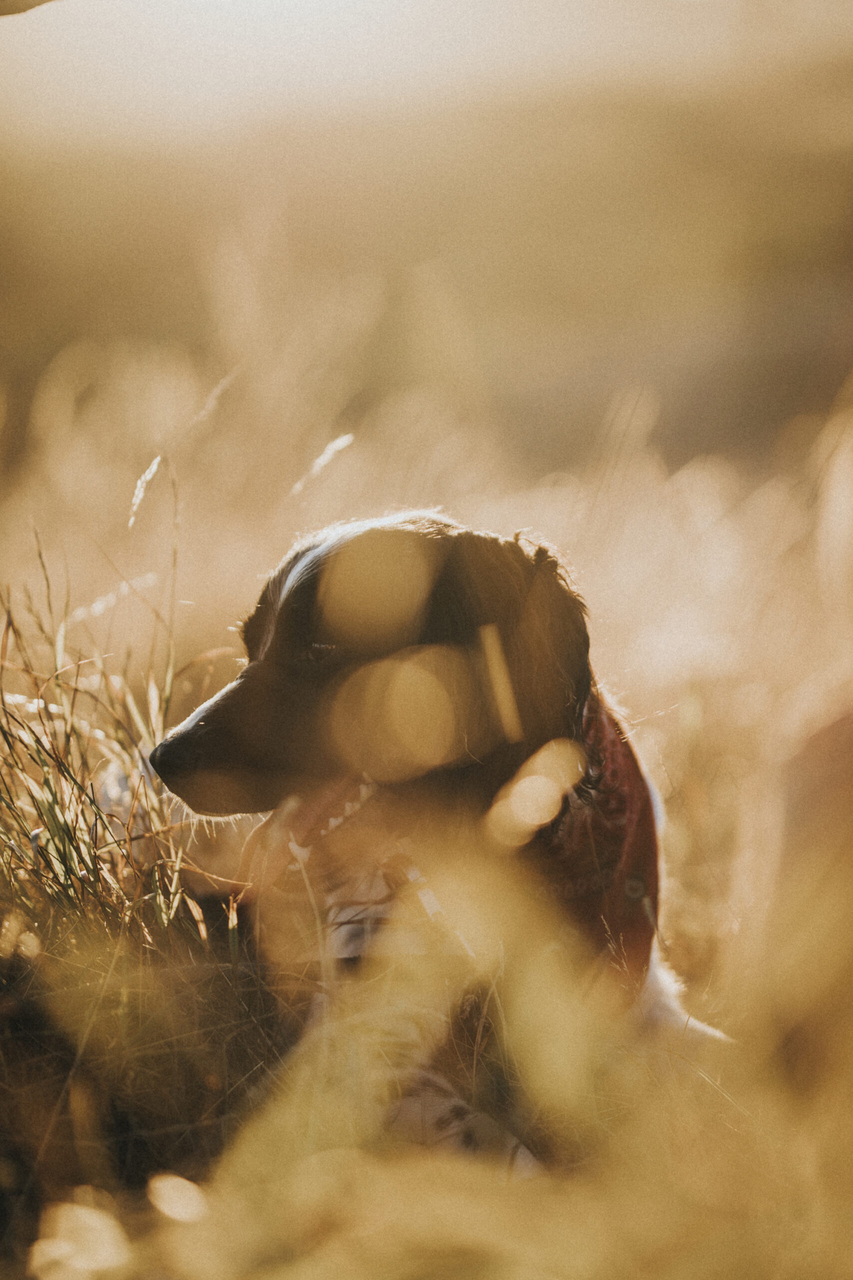 Booking Your Hunt at Mattamuskeet Goose Club: What You Need to Know