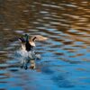 Mattamuskeet Goose Club History: Decades of Hunting Tradition in NC