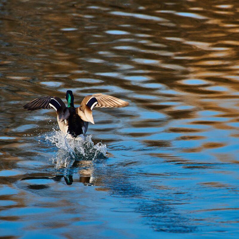 Mattamuskeet Goose Club History: Decades of Hunting Tradition in NC