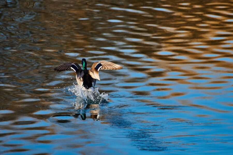 Mattamuskeet Goose Club History: Decades of Hunting Tradition in NC