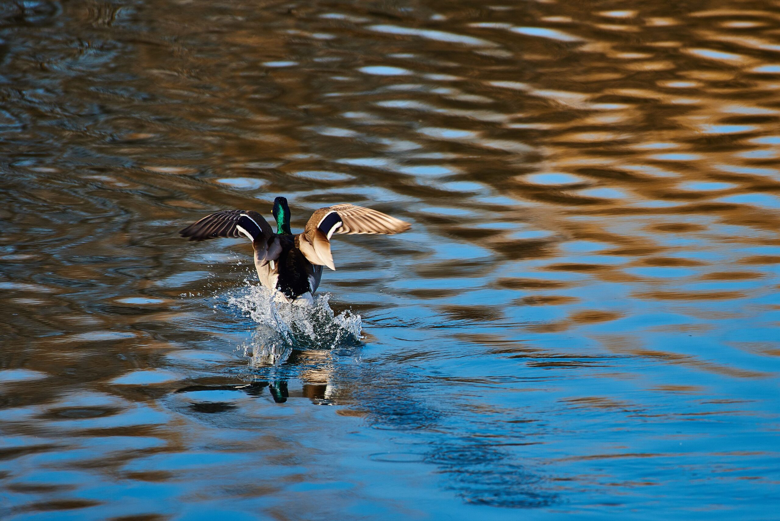 Mattamuskeet Goose Club History: Decades of Waterfowl Hunting Tradition in NC