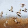 Mattamuskeet Goose Club