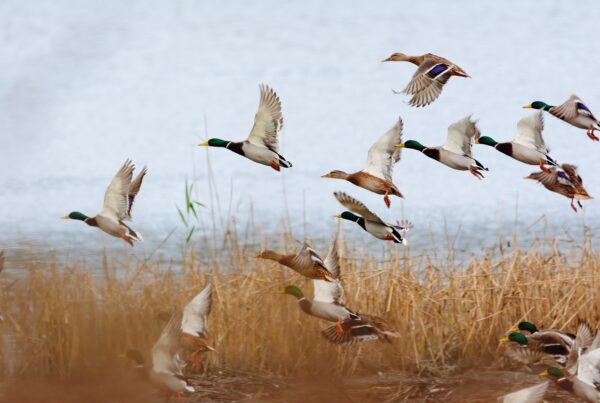 Mattamuskeet Goose Club
