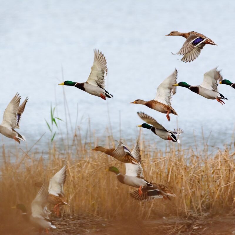 Mattamuskeet Goose Club