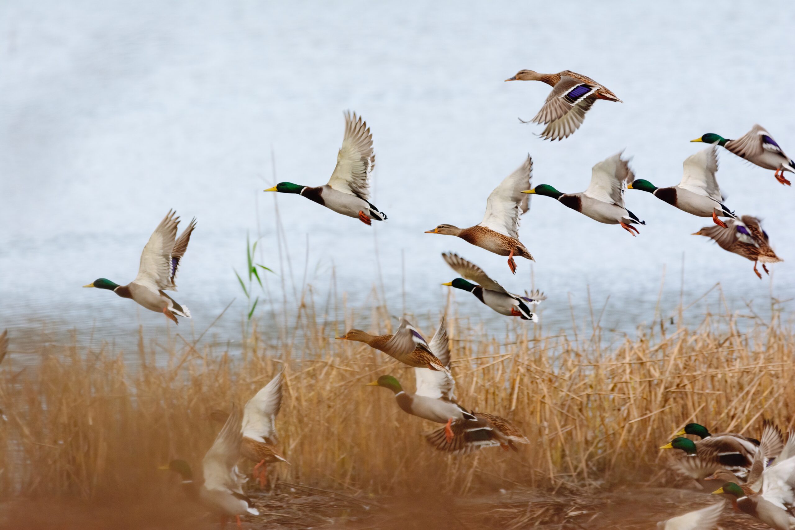 Mattamuskeet Goose Club 2025 Hunting Season Guide: What to Expect