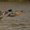Top 5 Tips for Hunters at Mattamuskeet Goose Club