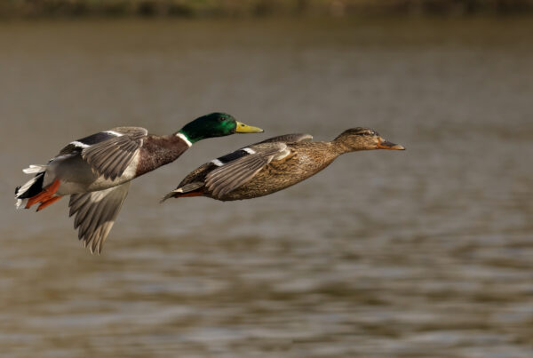 Top 5 Tips for Hunters at Mattamuskeet Goose Club