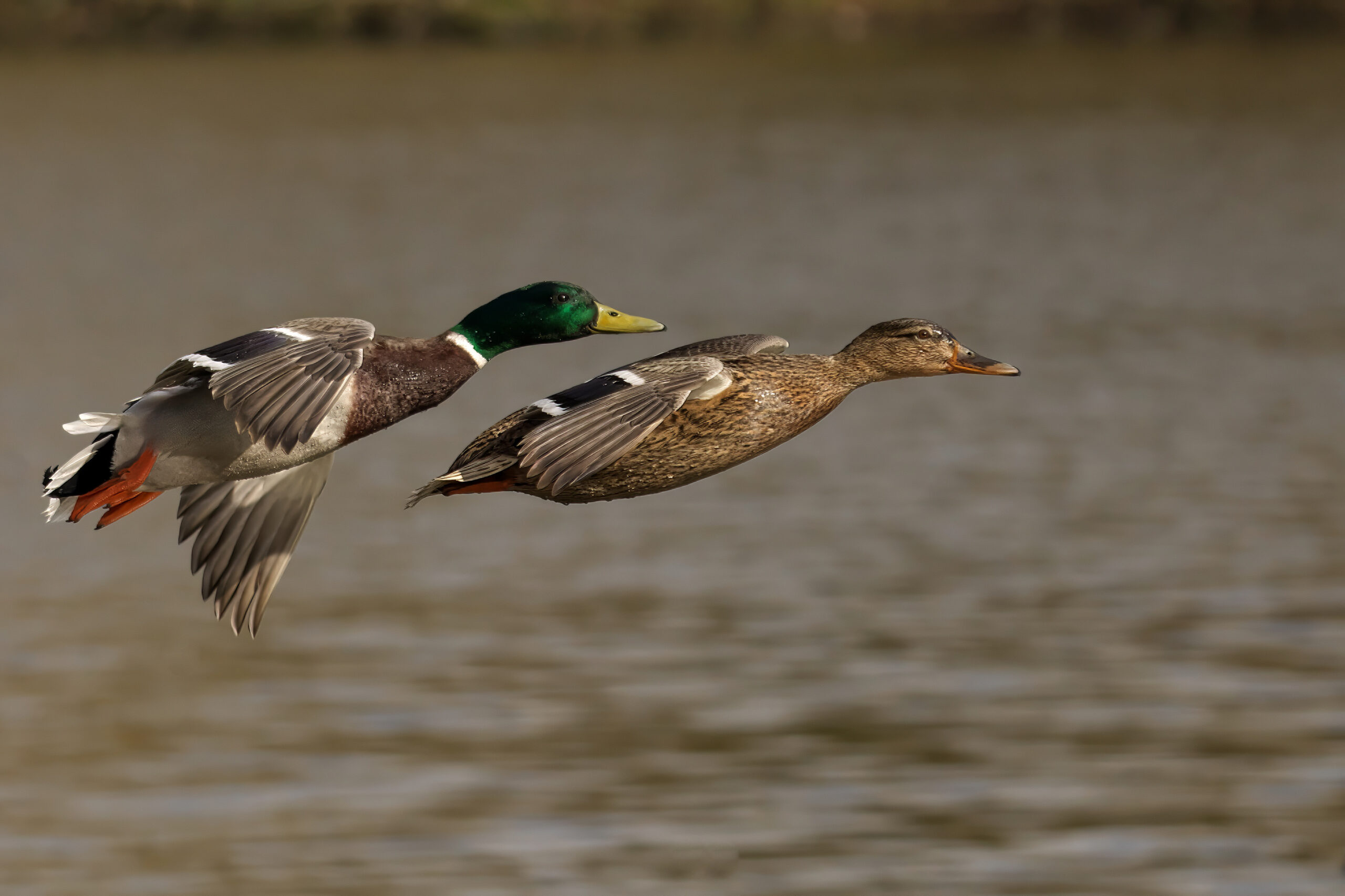 Waterfowl Hunting in North Carolina: Why Hunters Choose Mattamuskeet Goose Club