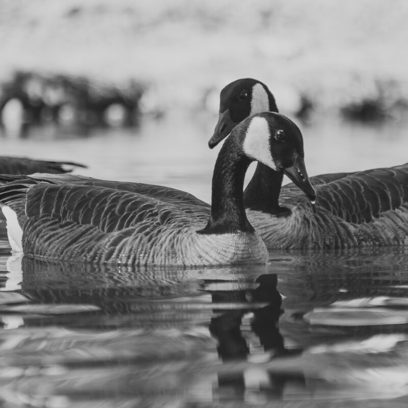 Where Waterfowl Heritage Lives: Hunting at Mattamuskeet Goose Club