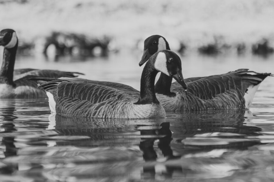 Where Waterfowl Heritage Lives: Hunting at Mattamuskeet Goose Club