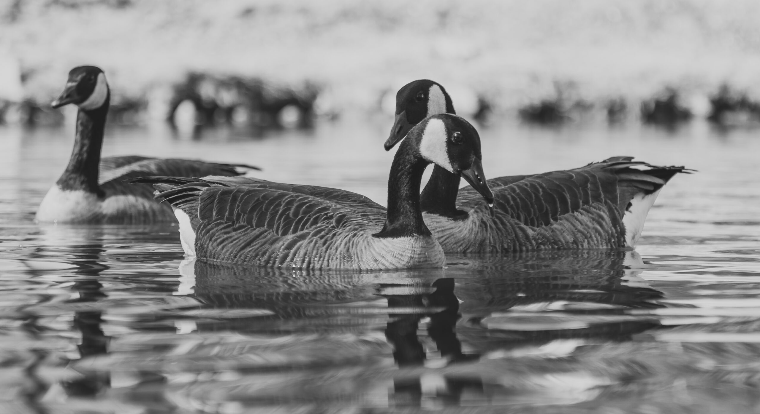 Where Waterfowl Heritage Lives: Hunting at Mattamuskeet Goose Club