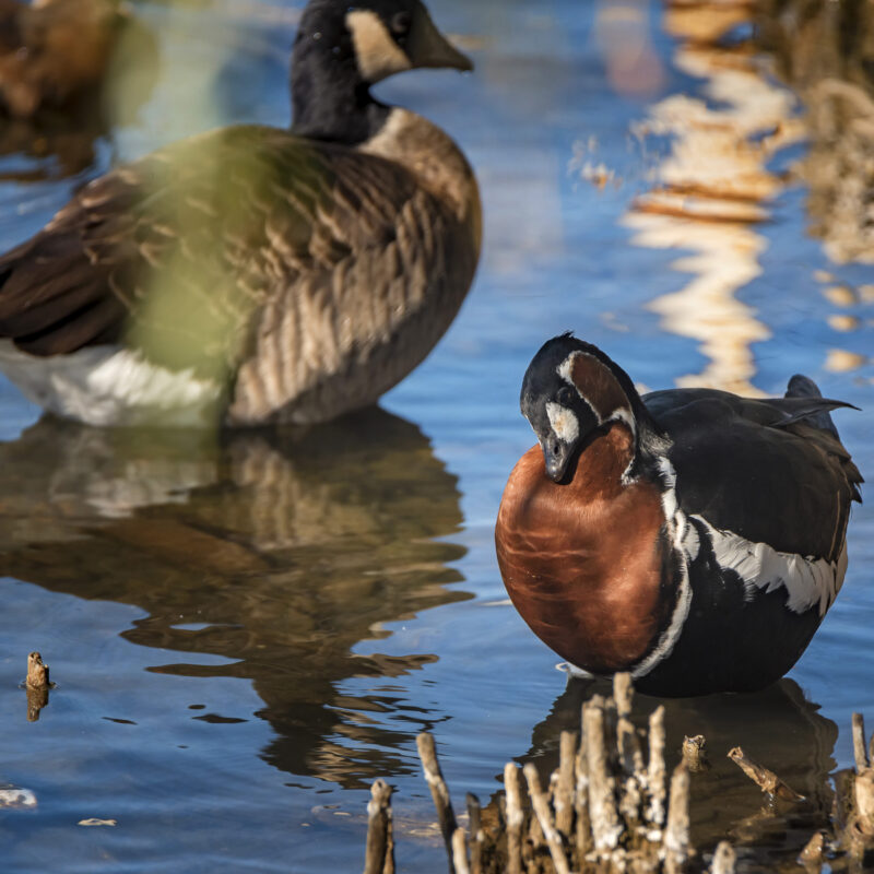 Inside Mattamuskeet Goose Club: A Premier Destination for Eastern North Carolina Waterfowl Hunting