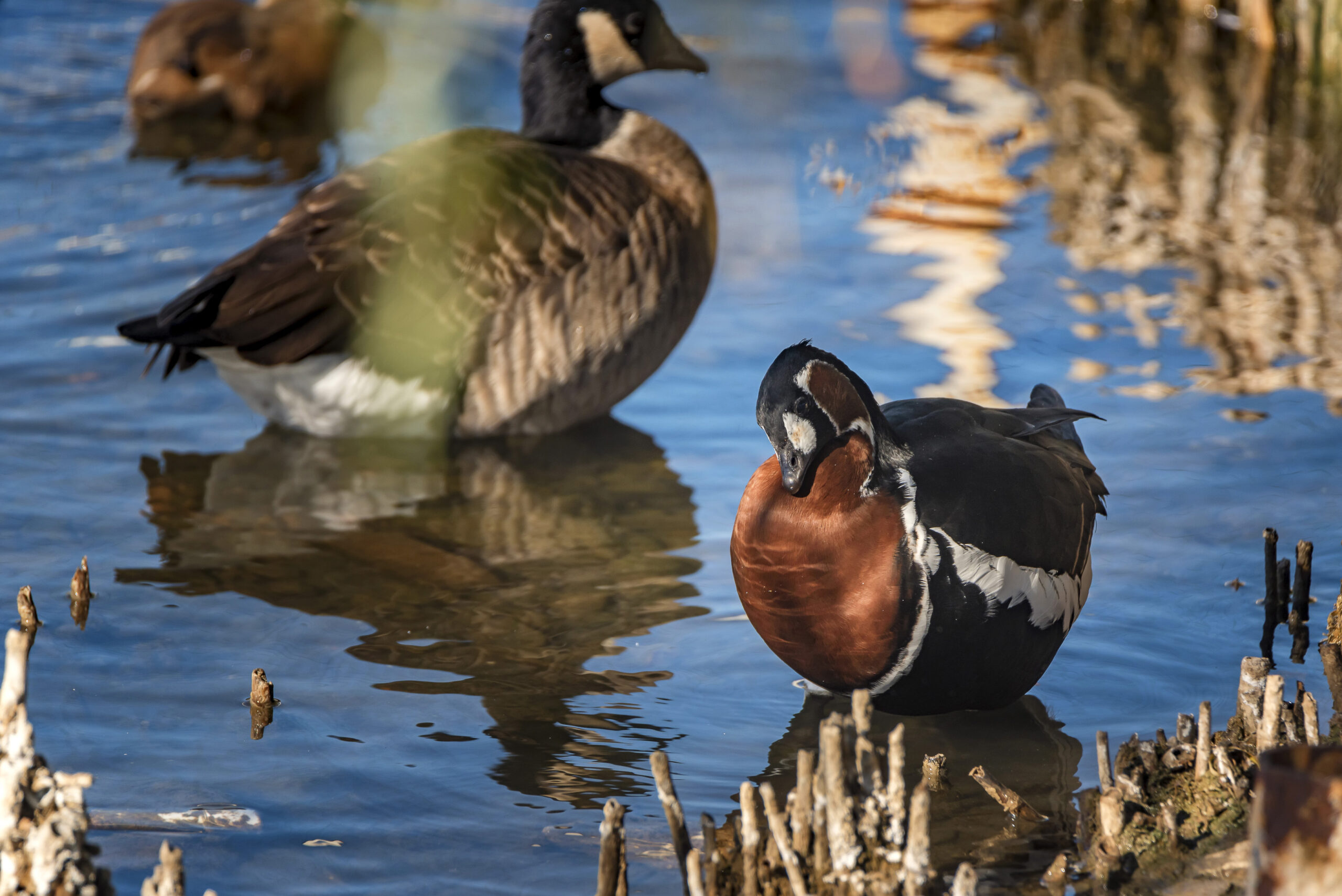 Inside Mattamuskeet Goose Club: A Premier Destination for Eastern North Carolina Waterfowl Hunting