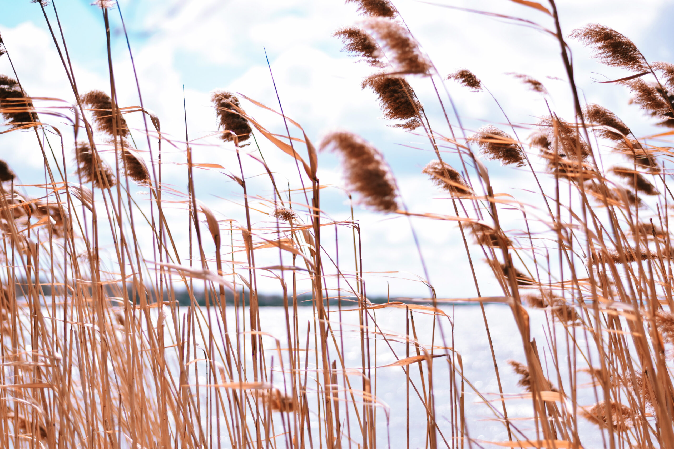 How Weather and Wind Shape Waterfowl Movement on Lake Mattamuskeet