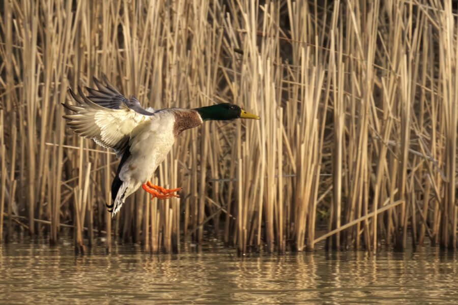 A mallard duck hovers over tall grass near a pond
