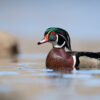 wood-duck-portrait-2026-01-08-07-41-39-utc
