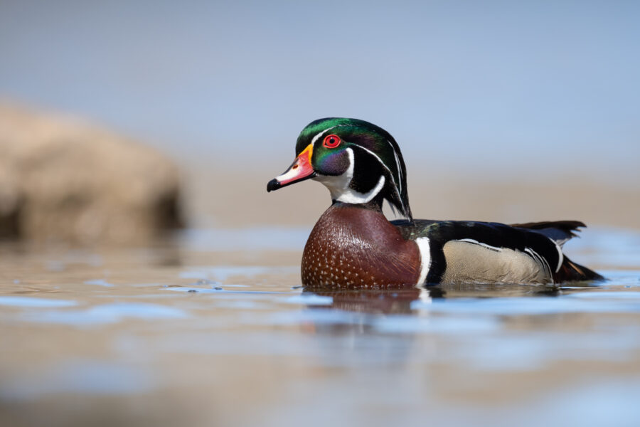 wood-duck-portrait-2026-01-08-07-41-39-utc