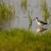 Common greenshank, tringa nebularia, wading in shallow water with green grass. Wader bird walking through a marsh illuminated by sun in summer nature with copy space.