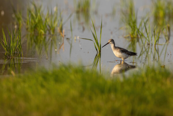 Common greenshank, tringa nebularia, wading in shallow water with green grass. Wader bird walking through a marsh illuminated by sun in summer nature with copy space.
