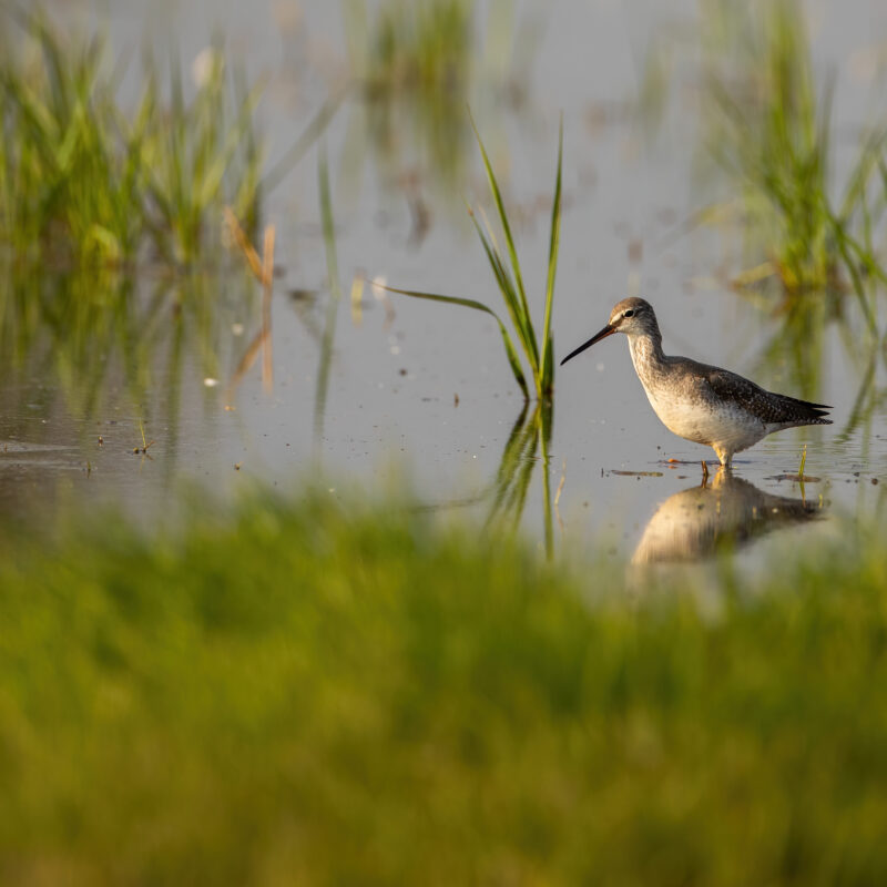 Common greenshank, tringa nebularia, wading in shallow water with green grass. Wader bird walking through a marsh illuminated by sun in summer nature with copy space.