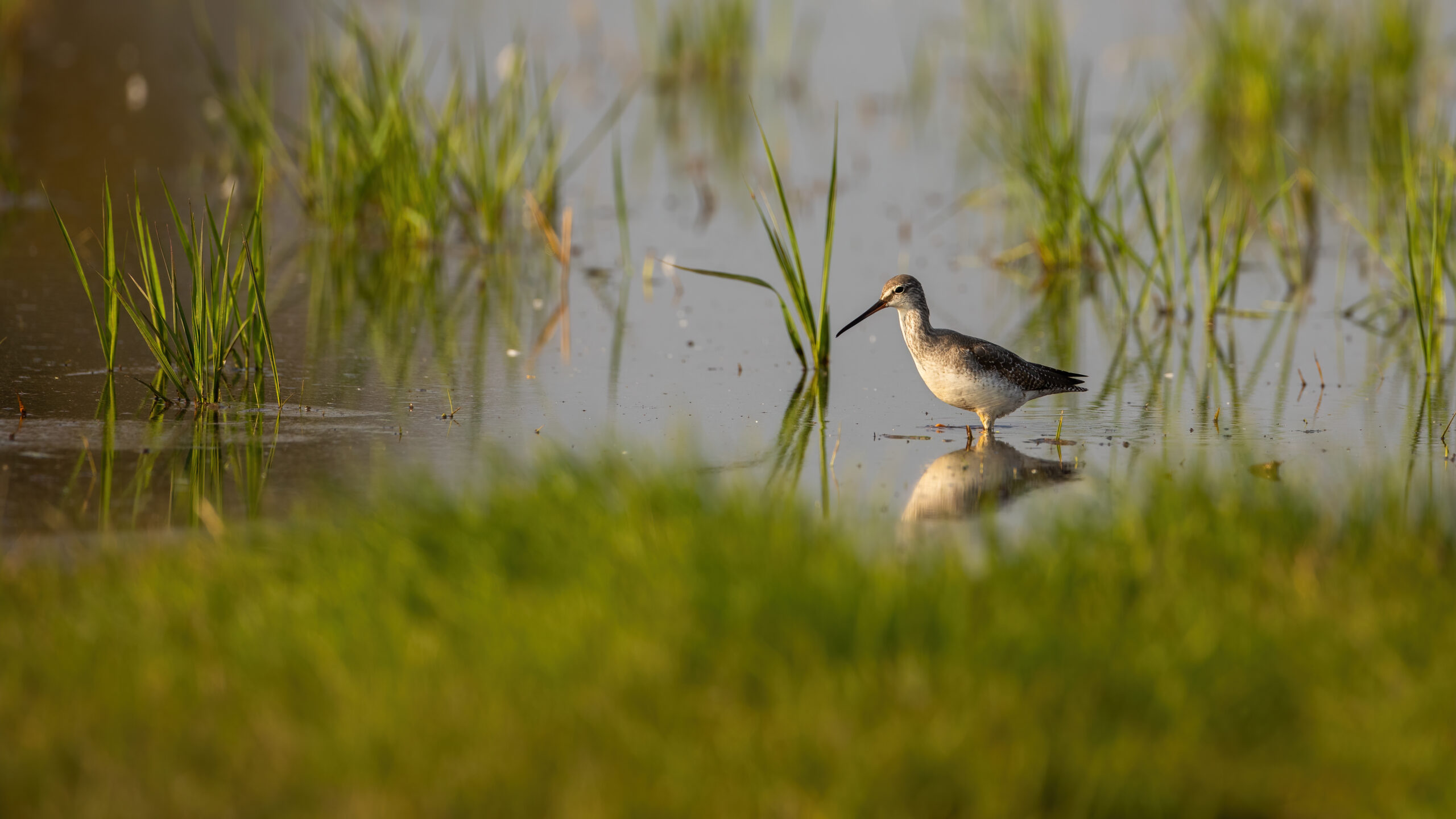 Conservation in Action: Protecting the Flyway for Future Generations