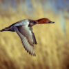 Common Pochard (Aythya ferina) flying up from lake with bright reed