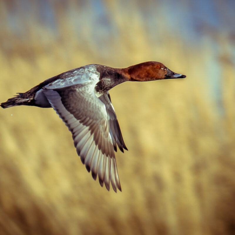 Common Pochard (Aythya ferina) flying up from lake with bright reed