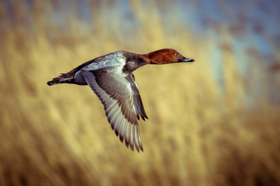 Common Pochard (Aythya ferina) flying up from lake with bright reed
