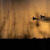 A dramatic view of a desolate lake with ducks floating on its surface and dry vegetation