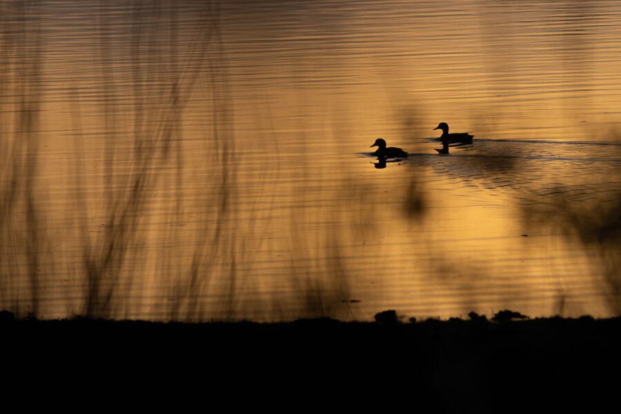 A dramatic view of a desolate lake with ducks floating on its surface and dry vegetation
