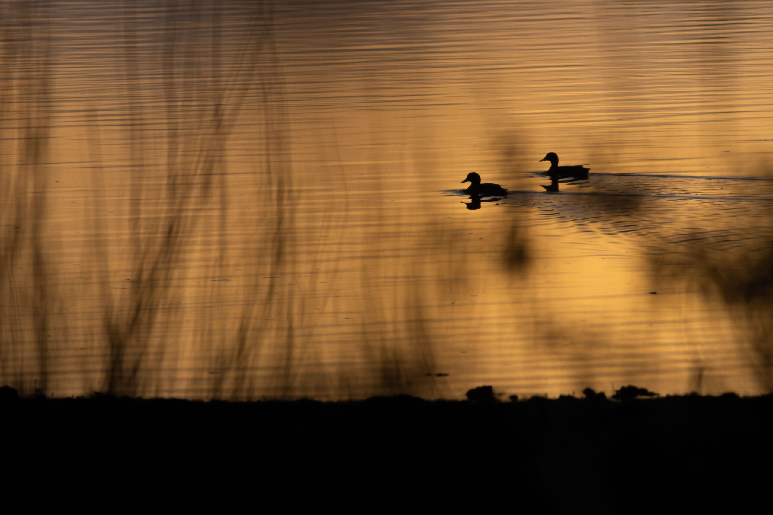 The Waiting Game: The Role of Patience in Successful Waterfowl Hunting