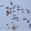 Flock of different species of duck consisting mainly of Eurasian Wigeon (Anas penelope) and a few Northern shoveler (Anas clypeata)