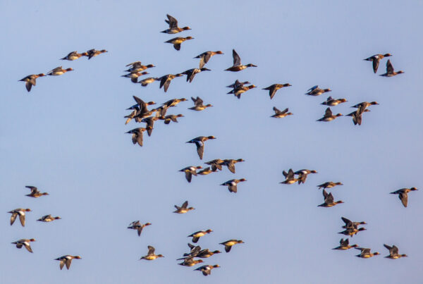 Flock of different species of duck consisting mainly of Eurasian Wigeon (Anas penelope) and a few Northern shoveler (Anas clypeata)
