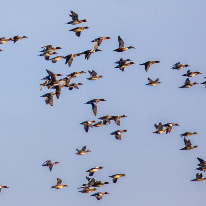 Flock of different species of duck consisting mainly of Eurasian Wigeon (Anas penelope) and a few Northern shoveler (Anas clypeata)