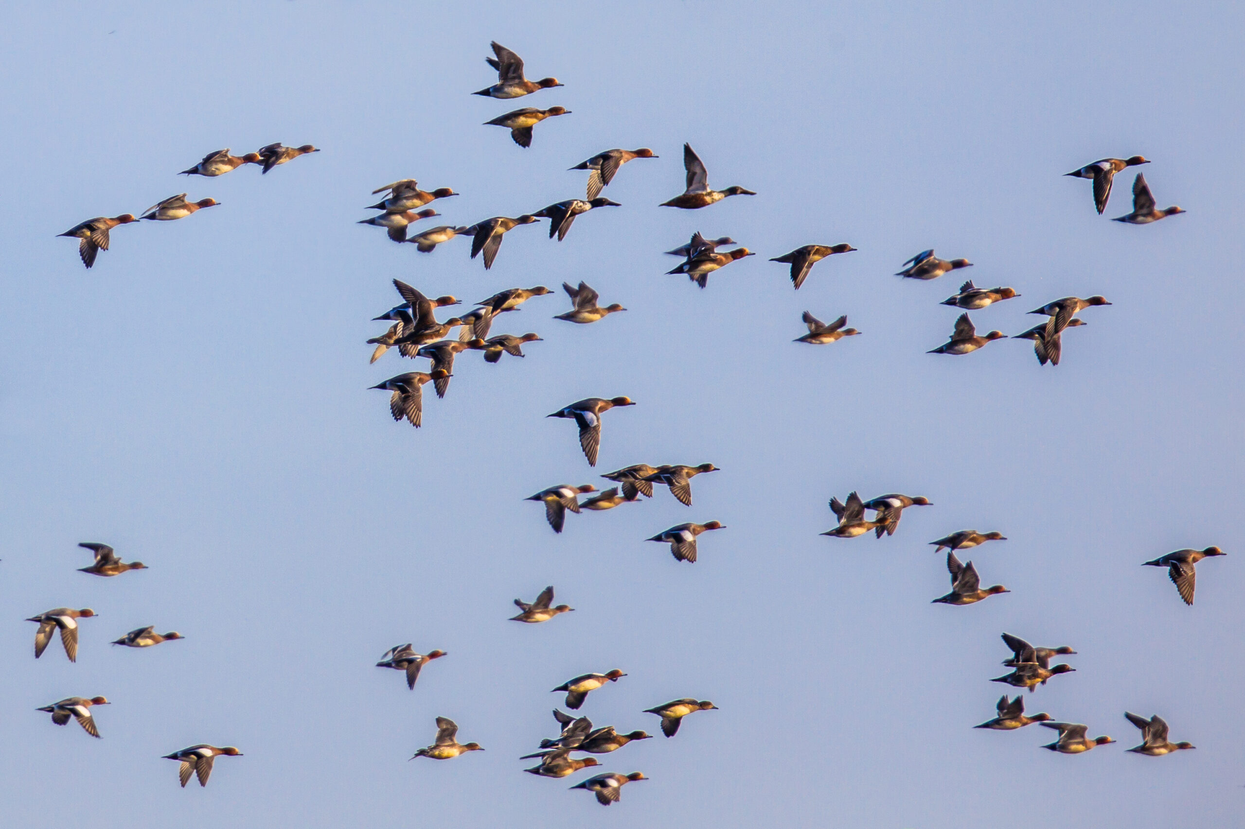 When the Skies Come Alive: Peak Migration in Eastern North Carolina