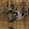 Mallard in flight with vegetation in the background