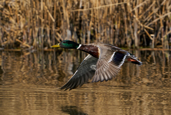 Mallard in flight with vegetation in the background
