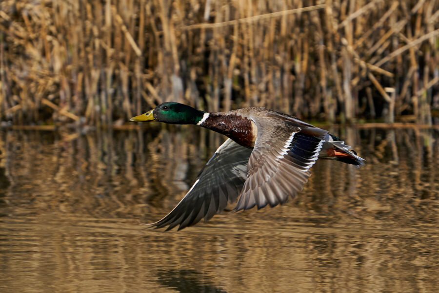 Mallard in flight with vegetation in the background
